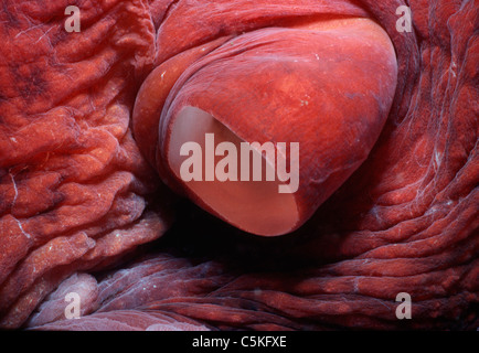 Siphon der Pazifische Riesenkrake (Enteroctopus Dofleini). British Columbia (Kanada) - Nord-Pazifik Stockfoto
