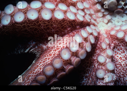 Saugnäpfe an der Unterseite einer Caribbean Reef Krake (Octopus Briareus). Bahamas - Karibik Stockfoto