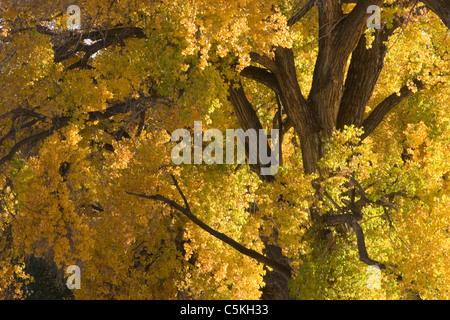 Nahaufnahme von gelbe Blätter und braune Rinde, Cottonwood, New Mexico Stockfoto