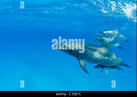 Atlantische Fleckendelfine, Stenella Frontalis, Atlantischer Fleckendelfin, Bimini, Bahamas, wild, Unterwasser, Gruppe mit Kalb Stockfoto