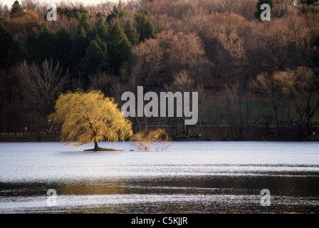 Goldener Baum im Teich, Stausee in der Nähe von Chestnut Hill, MA Stockfoto