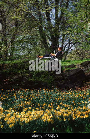 Bett von Narzissen und Mann auf Chaise Lounge, Central Park, NYC Stockfoto