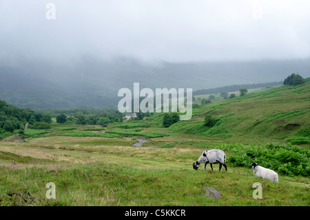 Zwei Schafe in nebligen UK Landschaft Stockfoto