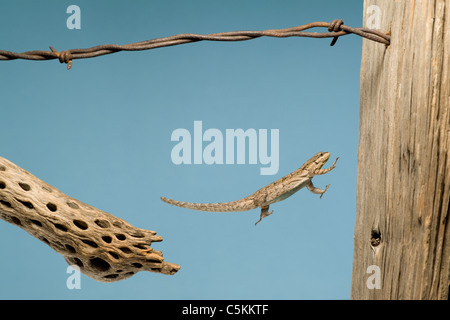 Reich verzierte Baum Eidechse Urosaurus Ornatus springen auf einem Zaunpfahl Arizona USA Stockfoto