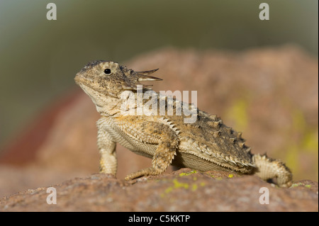 Königliche Krötenechsen Phrynosoma Solare Arizona USA Stockfoto