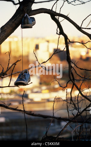 Turnschuhe hängen im Baum, Highbridge Park, Manhattan, NYC Stockfoto