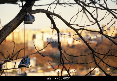 Turnschuhe, hängen in einem Baum, mit Blick auf die Bronx, NYC Stockfoto