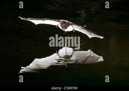 Pallid bat (Antrozous pallidus), Juni, Amado, Arizona, USA, von Dominique Braud/Dembinsky Photo Assoc Stockfoto