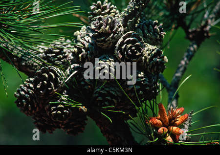 Tannenzapfen Blume, oben an Spitze, Edgartown, Massachusetts Stockfoto