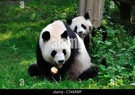 Giant Panda-Mutter und Jungtier. Chengdu, Sichuan, China. Stockfoto