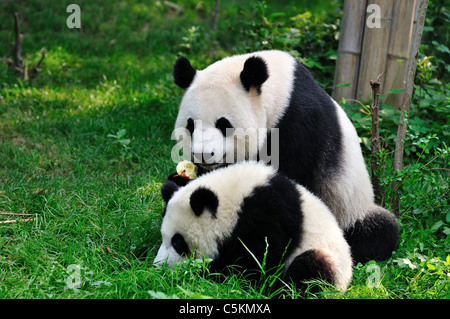 Große Pandas im Rasen spielen. Chengdu, Sichuan, China. Stockfoto