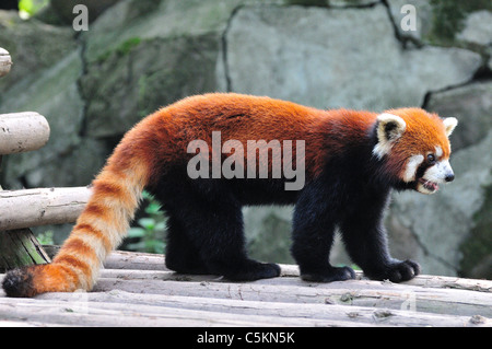 Kleiner Panda (Ailurus fulgens). Chengdu Panda Forschungs- und Aufzuchtstation, Chengdu, China. Stockfoto