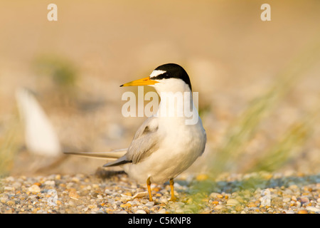 Wenigsten Tern Erwachsener Stockfoto