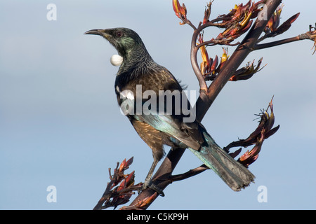 Männliche Tui, einheimischen Vogel Neuseelands, stehend auf Zweig Neuseeland Flachs-Pflanze... Stockfoto