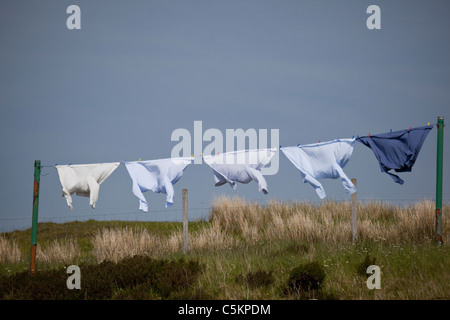 Fünf Hemden hängen eine Wäscheleine in einem Feld, Isle Of Skye, Schottland Stockfoto