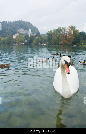 Höckerschwan (Cygnus Olor) auf dem See in Bled mit Kirche Maria Königin am Bleder Insel im Hintergrund.  Slowenien Stockfoto