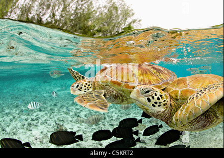 Bedrohten grünen Meeresschildkröten (Chelonia Mydas) in große Lagune an der Turtle-Center.  Über-unter Schuss.  Le Meridien Resort, Bora Stockfoto