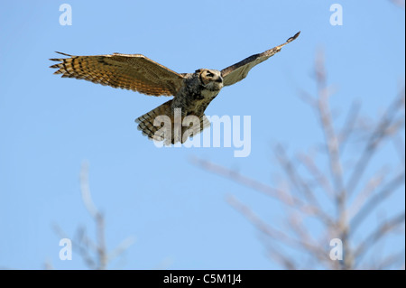 eine Erwachsene große gehörnte Eule im Flug Stockfoto