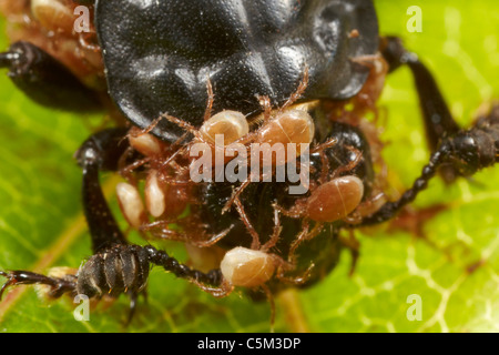 Sexton oder Burying Käfer, Nicrophorus Vespilloides Befall durch winzige phoretischen Milben, uk Stockfoto