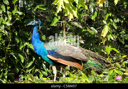 Wilde Pfau im Wald in Indien Stockfoto