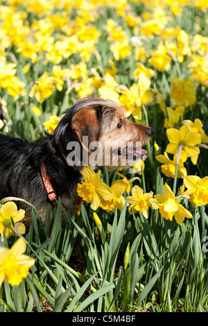 Eine niedliche Terrier mix Welpe der Rasse zu Fuß durch den Bereich der gelben Narzissen im Frühjahr. Stockfoto