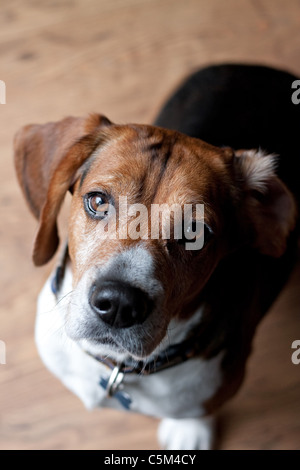 Eine süße Beagle-Hund auf dem Holzboden drinnen sitzen. Geringe Schärfentiefe. Stockfoto