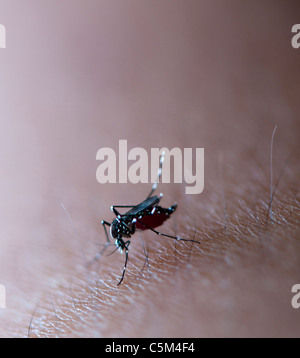 Asiatische Tigermücke saugen Blut von der Haut Stockfoto