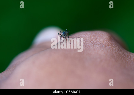 Moskito beißt auf Seite, ernähren sich von menschlichem Blut Stockfoto