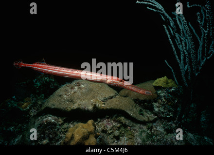 Trumpetfish (Aulostomus Maculatus) in der Nacht. Grand Turk Island, Turks And Caicos Islands, Karibik Stockfoto