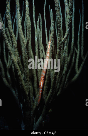 Trumpetfish (Aulostomus Maculatus) getarnt auf Korallen. Bahamas, Karibik Stockfoto