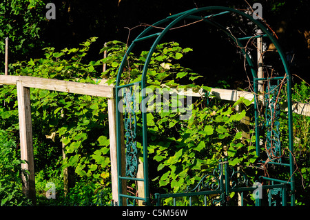 Ein Torbogen und Tor in ein Spalier in Weinreben bedeckt. Stockfoto