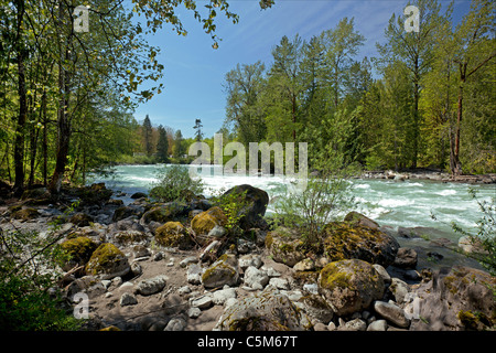 Stein-Strand von Chilliwack-Fluss und Wald Stockfoto