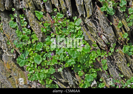 Efeu-leaved Leinkraut (Cymbalaria Muralis) wächst in einer Trockensteinmauer. Stockfoto
