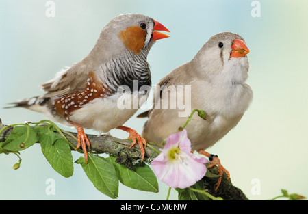 Zebra Finch (Taeniopygia Guttata). Zwei erwachsene Vögel thront auf einem Zweig. Deutschland Stockfoto