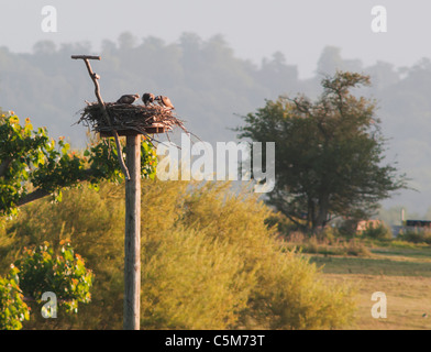 Zwei Küken und ein Erwachsener Fischadler auf dem Nest in Rutland Reservoir stopfte in einer frühen Morgenmahlzeit Stockfoto