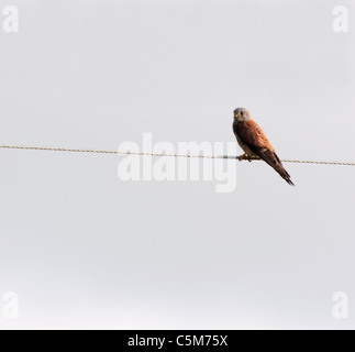 Männlicher Turmfalke, thront Falco Tinnunculus Linie Stromkabel Stockfoto