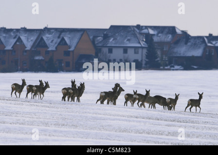 Rehe im Schnee / Capreolus Capreolus Stockfoto