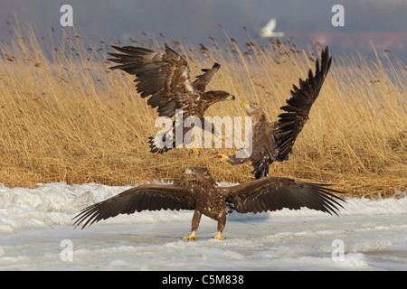 Seeadler - Bekämpfung / Haliaeetus Horste Stockfoto