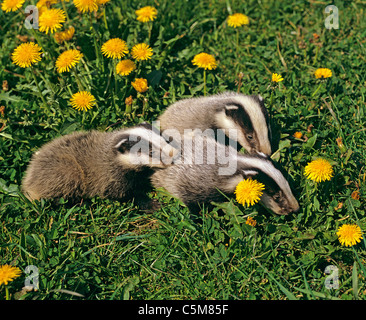 Europäischer Dachs (Meles Meles). Drei jungen auf einer Wiese mit blühenden Löwenzahn Stockfoto