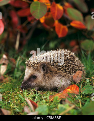 Europäisches Igel, Westliches Igel (Erinaceus europaeus). Juvenil auf Gras im Herbst. Deutschland Stockfoto