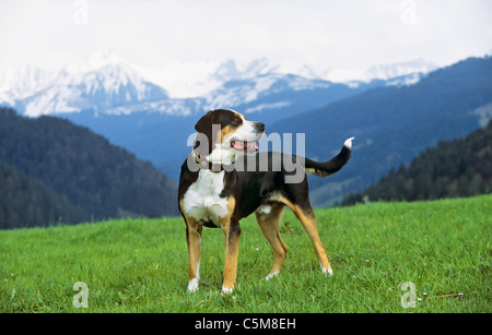 Mehr Schweizer Sennenhund - stehend auf Wiese Stockfoto