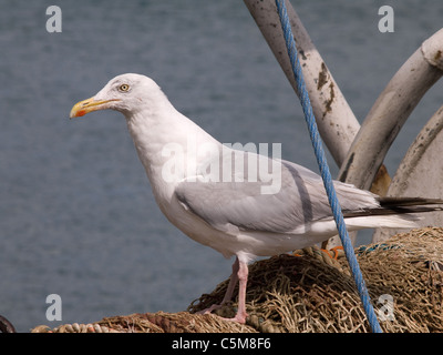 Porträt europäischen Silbermöwe, Larus Argentatus. Erwachsenen auf Fischerboot. Stockfoto