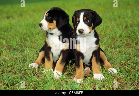 Mehr Schweizer Sennenhund. Zwei Welpen sitzen auf einer Wiese Stockfoto