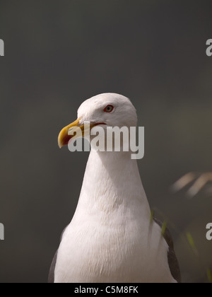 Vertikale Porträt Erwachsene gelb legged Möve, Larus Cachinnans Michahellis. Stockfoto