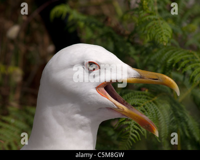 Horizontal nahe Porträt Erwachsene gelb legged Möve, Larus Cachinnans Michahellis. Stockfoto