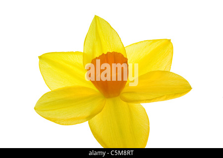 Narzissen Narzissen Werk in voller Blüte, Blume mit gelben Blüten und orange Corona vor weißem Hintergrund Stockfoto