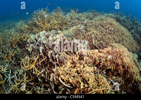 Mehrere Arten von Korallen bilden ein gesundes Korallenriff-Ökosystem an Cordelia Banks in Roatan, vor der Küste von Honduras. Stockfoto
