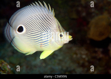 Ein Foureye Schmetterling Fisch auf einem Nachttauchgang auf Roatan, vor der Küste von Honduras. Stockfoto