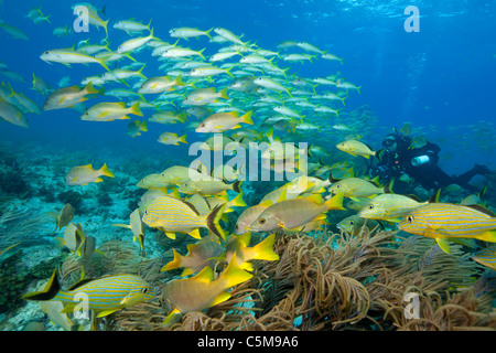 Unterwasser-Fotografen und Fischschwärme, Florida Keys National Marine Sanctuary Stockfoto