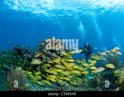 Unterwasser-Fotografen und Fischschwärme, Florida Keys National Marine Sanctuary Stockfoto